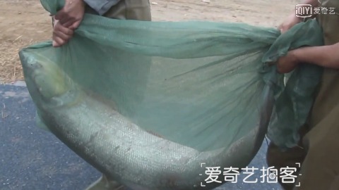渔民捕获58斤大鱤鱼