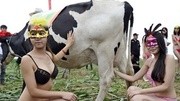 比基尼嫩模助阵奶牛选美 网友：是选奶牛还是选奶