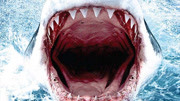 BBC自然世界：大白鲨传奇生物