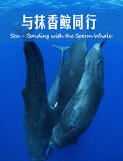 加勒比海：与抹香鲸同行