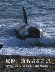 虎鲸：捕食者在冲浪