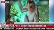 中国首次引进大鼻猴 其濒危级别高于大熊猫资讯完整版视频在线观看爱奇艺