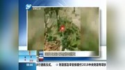 河南滑县政府院内菜地被爆种植罂粟花资讯高清正版视频在线观看–爱奇艺