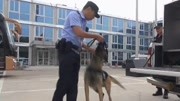 人犬情缘:功勋警犬与主人再相遇兴奋不已——《法治中国60分》综艺高清正版视频在线观看–爱奇艺