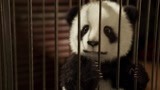 汪星卧底：这么可爱的熊猫竟然被拿去做这个事？还有没有人性了？