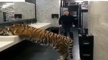 不可思议的一幕 上洗手间竟看到威猛的西伯利亚虎在喝水