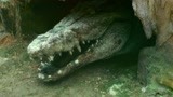 巨型鳄鱼出洞 血盆大口超吓人！