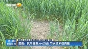 渭南:抗旱灌溉300万亩 节水技术受青睐资讯高清正版视频在线观看–爱奇艺