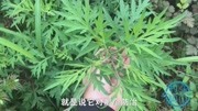 艾草被奉为“灵丹妙药”?用艾草前你要了解的知识,才能对症下药纪录片完整版视频在线观看爱奇艺