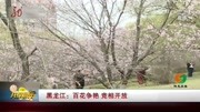 黑龙江:百花争艳 竞相开放资讯搜索最新资讯爱奇艺