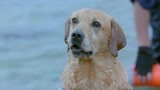 《神犬小七3》小七与专业救援犬救人比赛