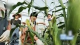 青春旅社：大家来到玉米棚，摘下一个个大玉米，互相分享美味