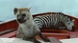 斑马猩猩鬣狗共聚方舟，小伙上演少年派的奇幻漂流