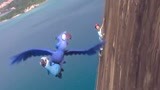 里约大冒险：不会飞的公蓝鸟为救母蓝鸟，终于敞开心扉，学会飞翔