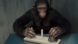 猩球崛起：猩猩智力测试，发现过人智力，瞬间乐坏科学家！