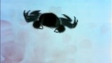 经典影片《小蝌蚪找妈妈》，当小蝌蚪遇上大螃蟹，这怎么会是你们的妈妈呢？