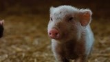 《夏洛特的网》一只乐观开朗的小猪，成为农场明星，治愈系电影