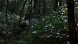 殡之森：一老一少穿梭在森林中，他们此行的目的，下一秒得知！