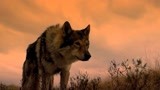 狼伴归途：科达回家途中，遇到重重困难，狼首领为他一路开道！