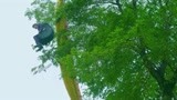 特勤精英：庄森玩滑翔伞求婚被挂在树上，旁边的女医生都笑疯了！