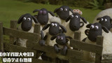 小羊肖恩大电影：小羊们开始反击，主人惨了，衣服都没了