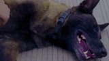 战狼犬：微笑过马路被车撞倒，李旭帆求助武鹏，带到训练基地康复