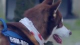 战狼犬：狼犬半夜狂叫不已，武鹏看出其心思，怀念部队生活！