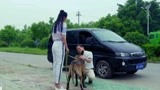 战狼犬：狼犬为了女主人，不忍离去，最后一幕惊呆众人！