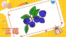 画枝叶上的蓝莓简笔画