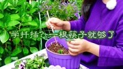 矮牵牛1盆变10盆的扦插方法,只需要一根筷子,一把剪刀和一盆土
