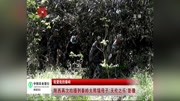 陕西再次拍摄到秦岭大熊猫母子＂天伦之乐＂影像资讯高清正版视频在线观看–爱奇艺