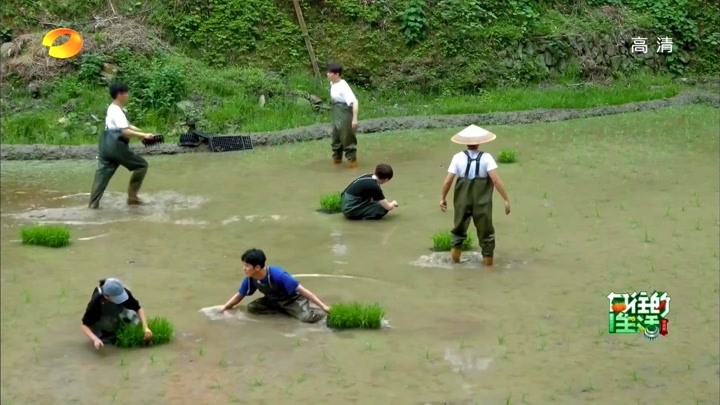 向往的生活:插秧生活!刘雅瑟,池子,仝卓,黄子弘凡等齐上阵!