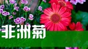 《夏天的晓韵田园,除了荷花还有哪些值得观赏的花卉呢?》第20200716期湖北今年的夏天特别凉快,连菊花都误以为是秋天,争相开爆盆生活完整版视...