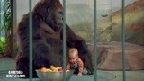 小鬼当街：宝宝爬进动物园，三个笨贼偷宝宝，被猩猩一巴掌拍天上