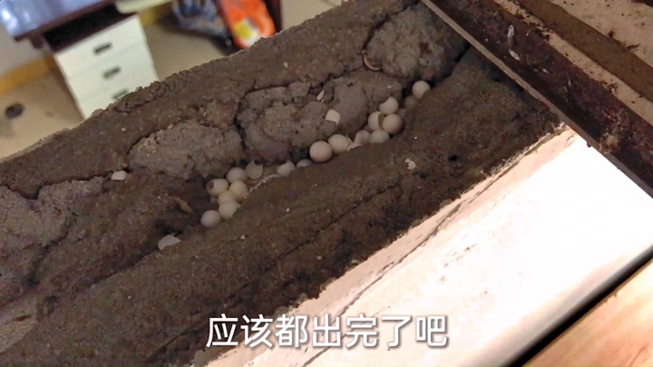 房上发现恐怖生物,清理房子顶上才发现原因