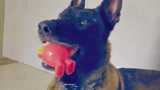 战狼犬：微笑闹事被关禁闭，看到主人礼物，怎料竟咬着不放！