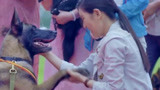 战狼犬：微笑参加战狼争霸赛，如今看到主人，直接飞奔到面前！