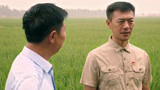 《石头开花》李爱民让冯初八来管理稻田合作社 种地也能脱贫