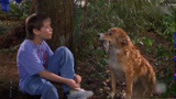 《灵犬宾果》：狗狗为救主人学会开车，跑遍半个美国！