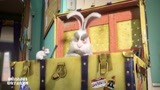 魔法总动员：大白兔讨厌小猫，宣誓主权，你休想取代我！