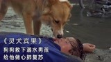 狗狗不仅救下溺水的主人，还为他做心脏复苏，《灵犬宾果》（中）