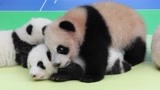 ID：熊猫频道聊开新记忆 分享国宝熊猫快乐云吸“猫”