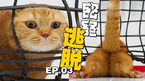 【喵来啦】猫咪大挑战 猫咪大挑战之密室逃脱03