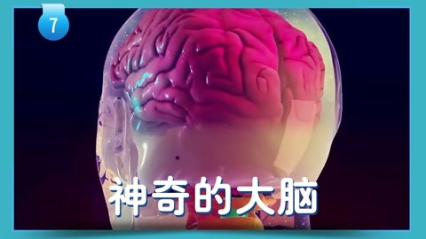 发现神奇的大脑