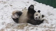 冬日限定款！大熊猫玩雪兴奋过头，犹如糯米自己去裹糖霜
