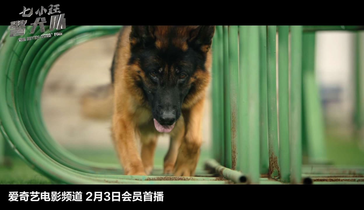 王韬主演的动作犯罪电影 七小汪警犬队 完整版免费在线观看 爱奇艺