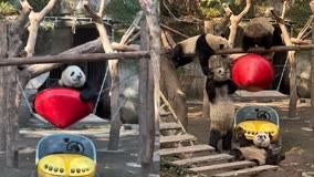 大熊猫“重重”玩秋千被阻挠！小伙伴们配合出招，随后一幕爆笑了