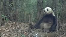红外相机高清实拍：野生大熊猫等多种动物在水凼喝水、玩泥巴