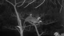 最神秘的鸟！三只海南鳽现身广东南岭 夜间在树上栖息、追逐