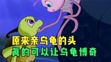 小鲤鱼历险记：原来亲乌龟的头，真的可以让乌龟博奇